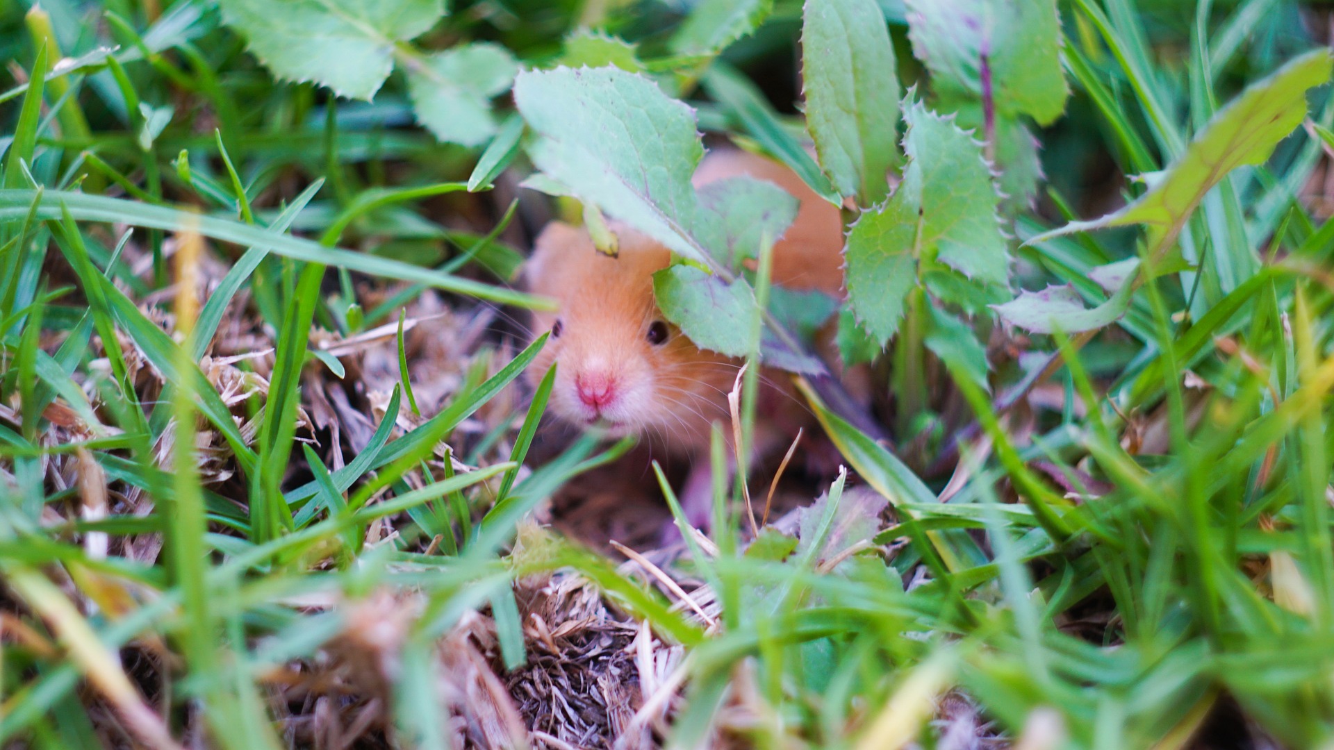 Hamster_nature.jpg