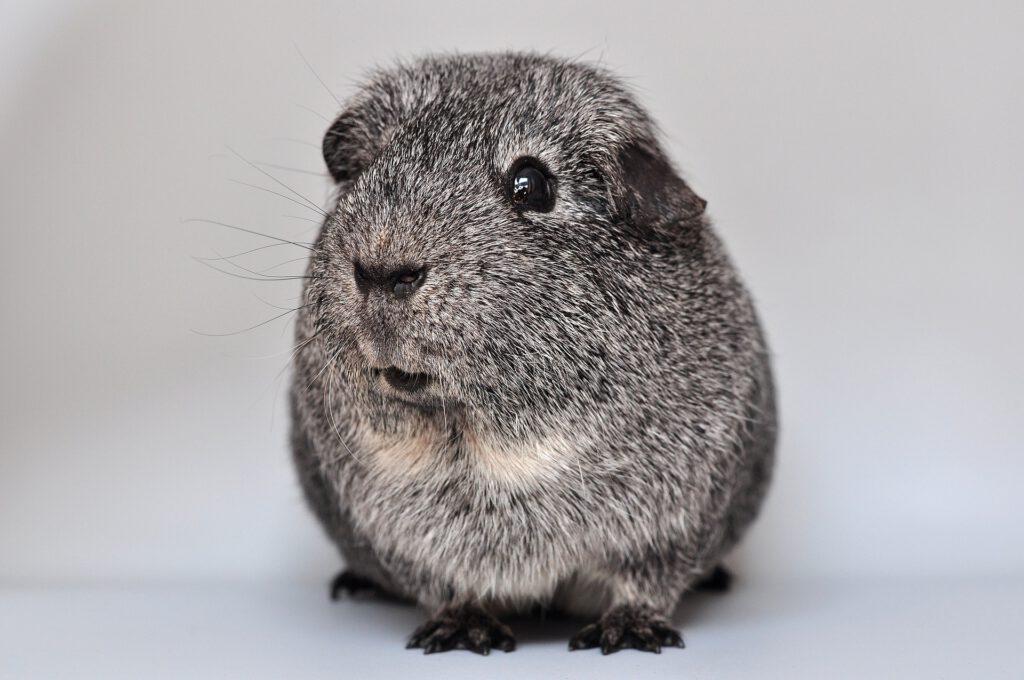 ein_hamster.jpg