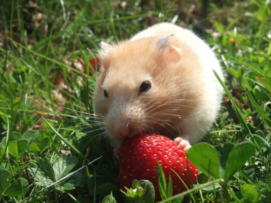hamster_strawberry.jpg