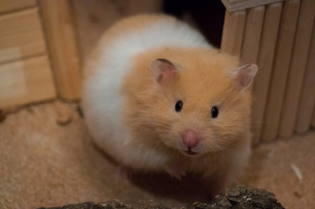 Goldhamster.jpg