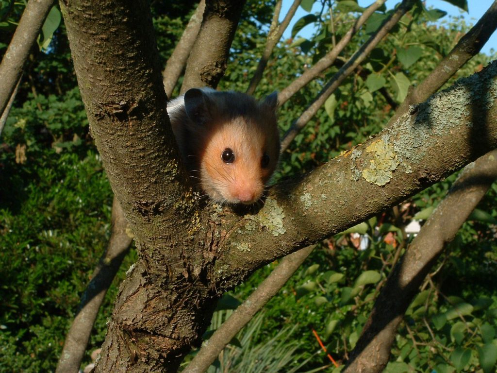 Hamster_Baum.jpg