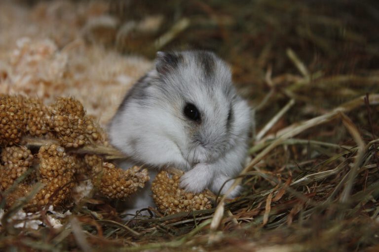 Hamster_nagt.jpg