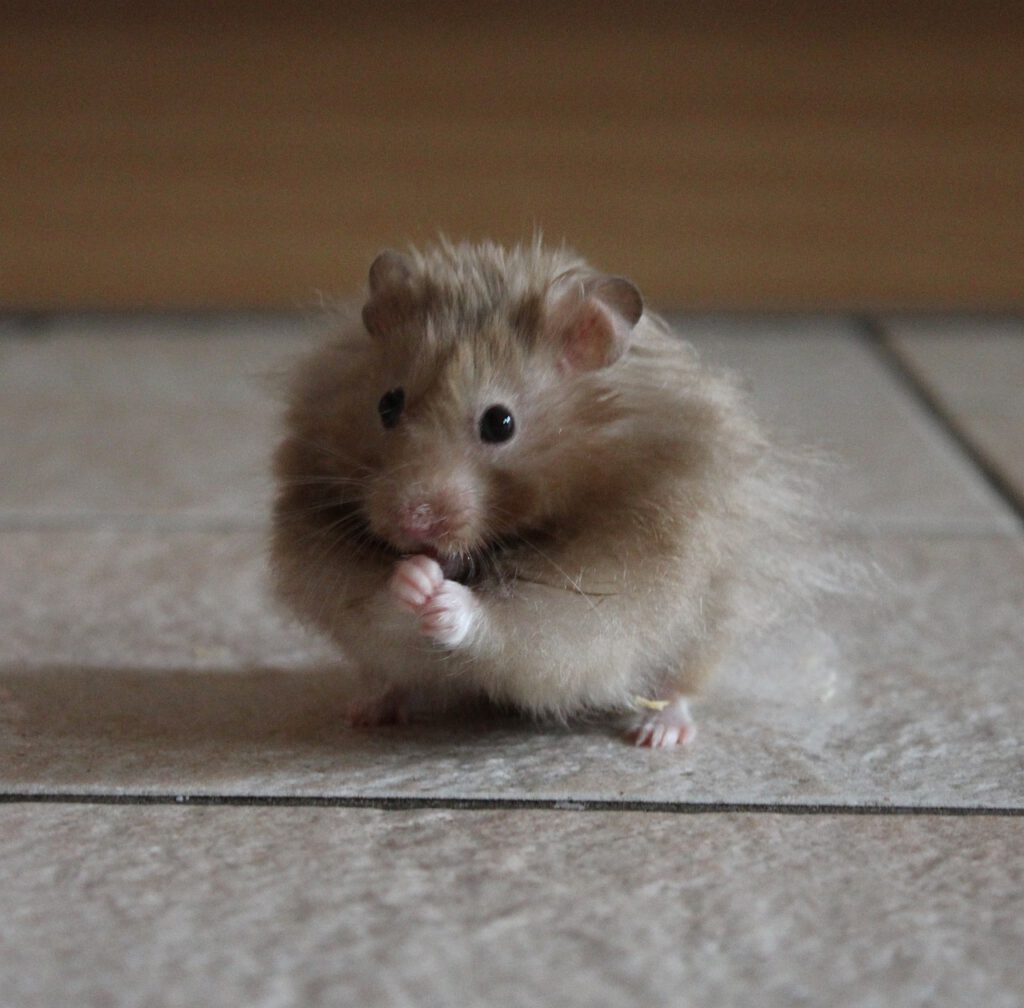 Teddyhamster.jpg