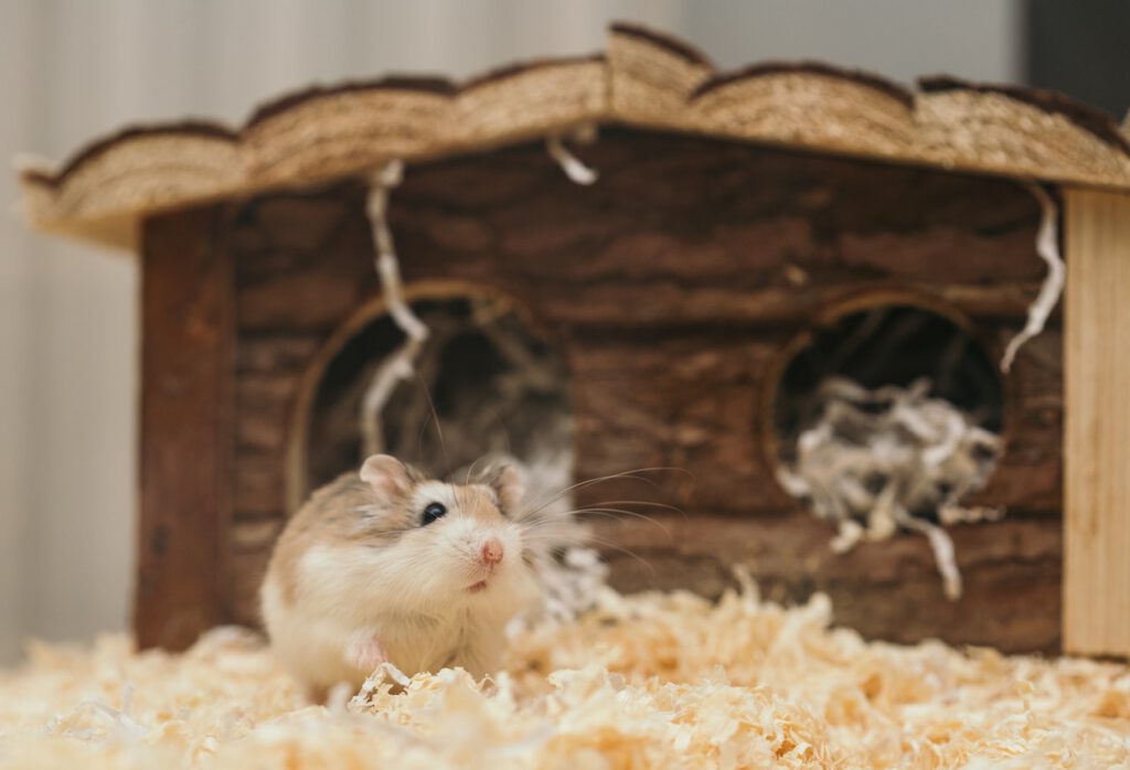 hamster_haus.jpg